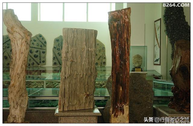 山东行游影记（34）—平邑天宇自然博物馆（九）