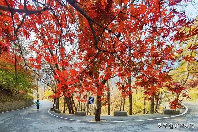 崂山赏秋攻略出炉！快收藏！（内附赏秋地图）