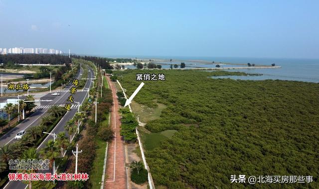 逐个数一数北海现在颇有名气的越冬旅居“候鸟乐园”