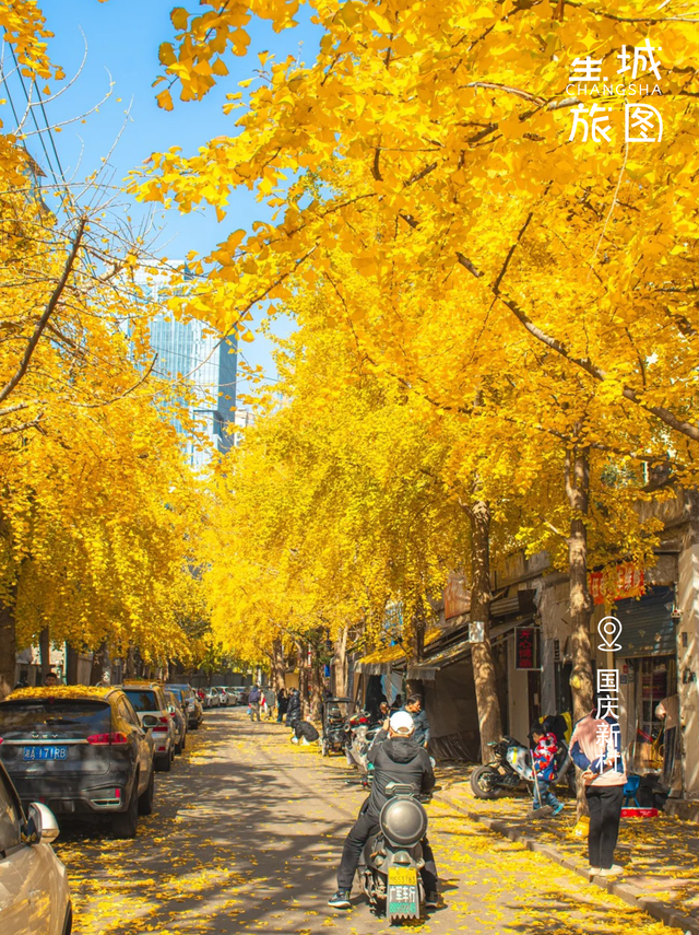 星城鎏金，银杏逐光