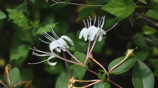 治理病害竟然不用农药？最新发现，植物体内竟藏"天然抗生素"