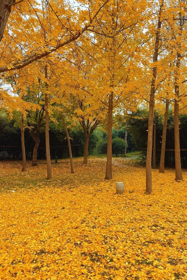 潍坊美景“告急”！这些地方错过等一年！