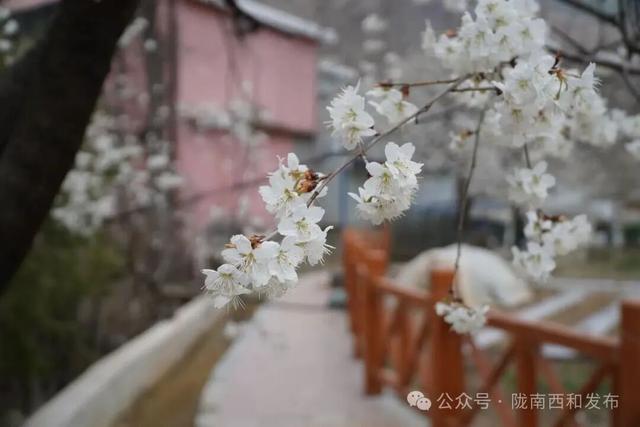 大桥镇：樱花烂漫绽枝头 春日美景引客来