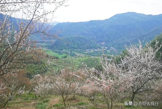 成都真正的“小林芝”盛景，被严重低估，漫山梅花，美到震撼！
