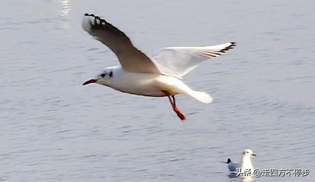 深圳湾观鸟：海舞鸟歌映盛世