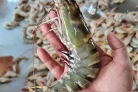 一篇文章带你吃透 12 种常见虾：产地、口感、营养和做法一次看完图片