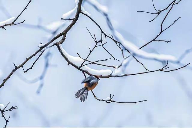 “不怕大雪雨，就怕大雪晴	”	，今日大雪，晴天不好吗？答案来了