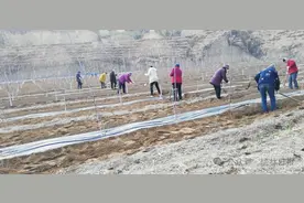 绥德："五大行动"织密抗旱保粮网 筑牢粮食安全屏障图片