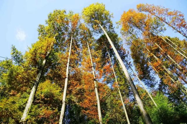 邛崃秋假放大招！这些景区免门票啦，亲子错峰游直接冲