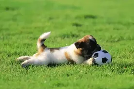 狗狗每天应该运动多长时间？长期不运动有何危害，一文看懂图片