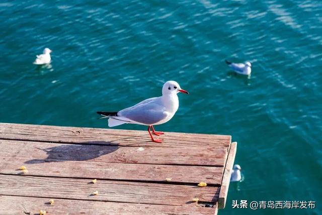 “鸥”耶！西海岸来了一批“老朋友”！