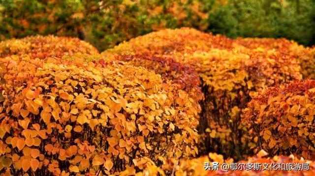 美到词穷！鄂尔多斯的秋天，每一帧都是壁纸