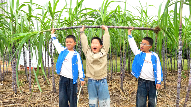 风吹蔗浪！孝昌这片田园风光藏不住了