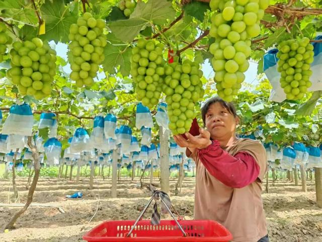 摘不完！根本摘不完！肇庆最新水果采摘好去处，gogogo~