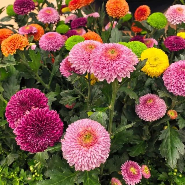 就在本周末！“安养链”社区达人团集结中山公园，70支队伍将争夺菊海C位