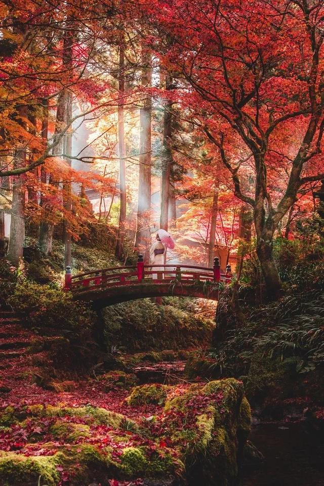 京都红叶狩完全攻略：从绝景到舌尖的秋日盛宴