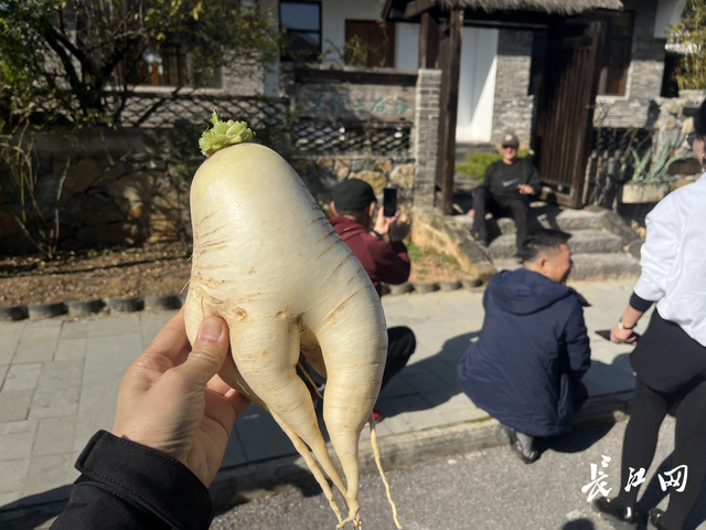 拔萝卜、品美食、打卡艺术民宿…… 武汉车友自发周末游咸宁