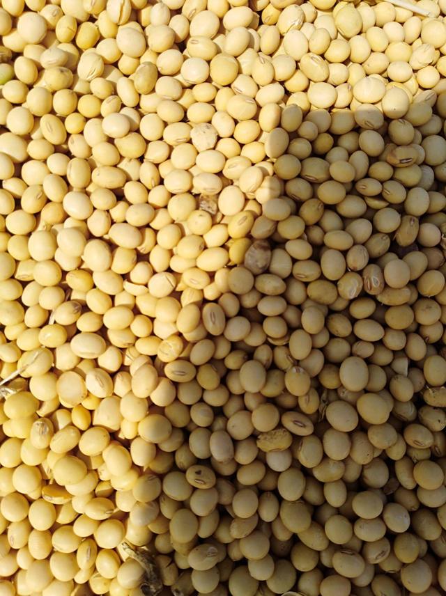 中美贸易战，却意外养肥了这个国家！如今它开始对我们坐地起价！