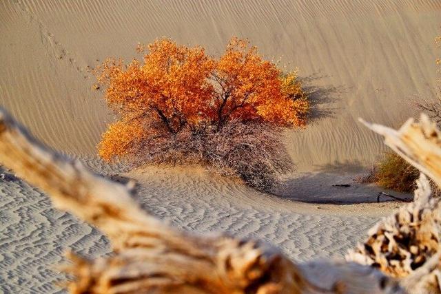 出片率100%！赴一场沙漠胡杨的金色之约