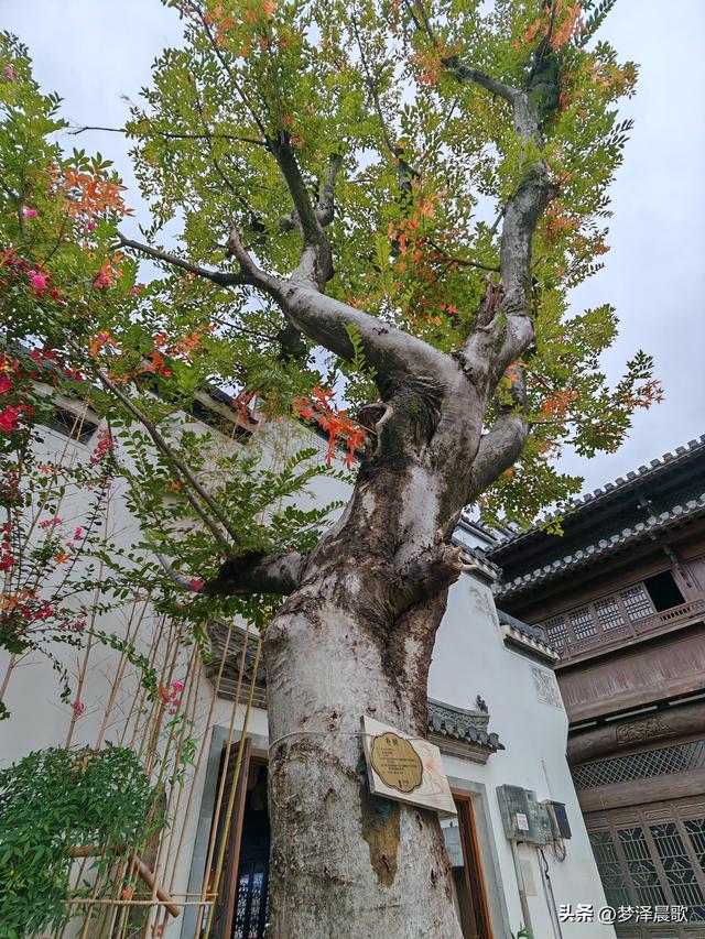祥云湾竹木赋 ——癸卯秋日云梦纪行