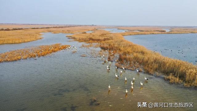 【黄河口生态旅游区】这里不止有“鸟浪” !