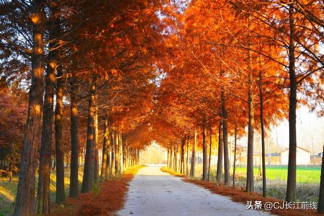 河南淮滨：地标上的乌龙港红杉林