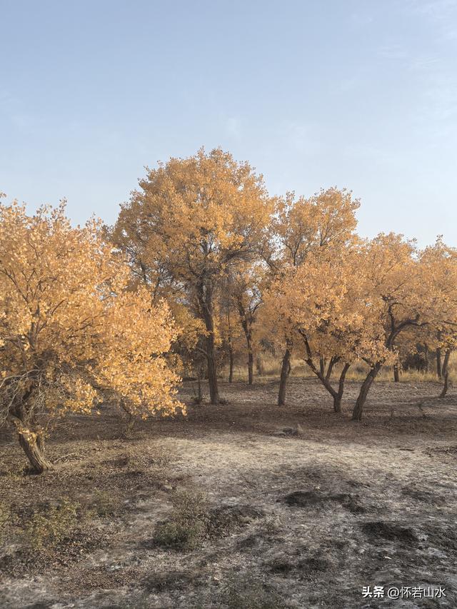 2025环南疆沙漠铁路背包自由行日记(4)——游览泽普金湖杨景区