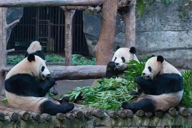 马克龙打卡乾隆花园和锦城湖公园：选这俩地方不止看风景那么简单