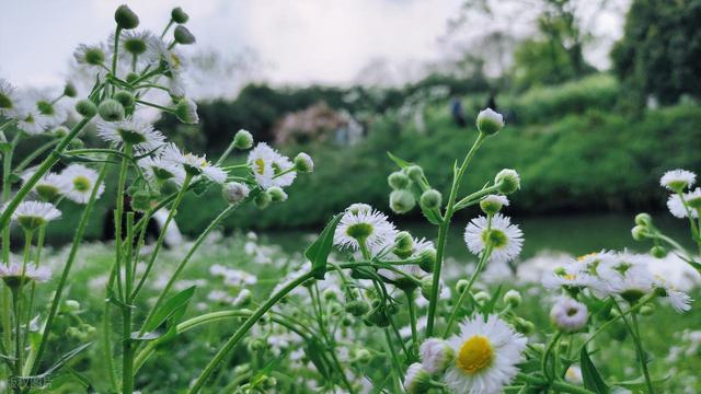 清明踏青最宜的 6 个古寨，适合全家人寻春访古，都清新自在！