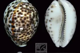 十种极具收藏价值的珍稀海螺图片