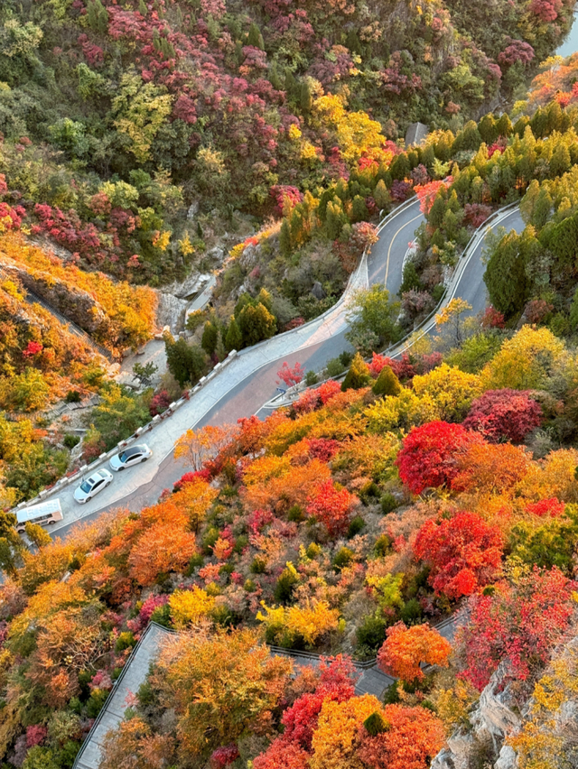 淄博金秋打卡攻略！红叶进入高饱和模式，教你拍出手机氛围感大片！