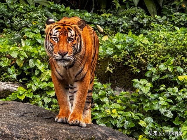 属虎人最“富”的5个出生月份和3个出生时辰，占一个你就发了！