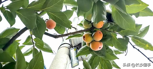 柴米油盐调味诗与远方，抚仙湖那一抹红