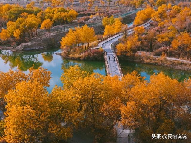 470万亩胡杨林带你秋游大美新疆