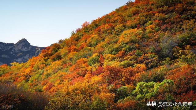 黄栌，被称为“皇帝树”，是它撑起香山红叶的美，秋天的颜值担当