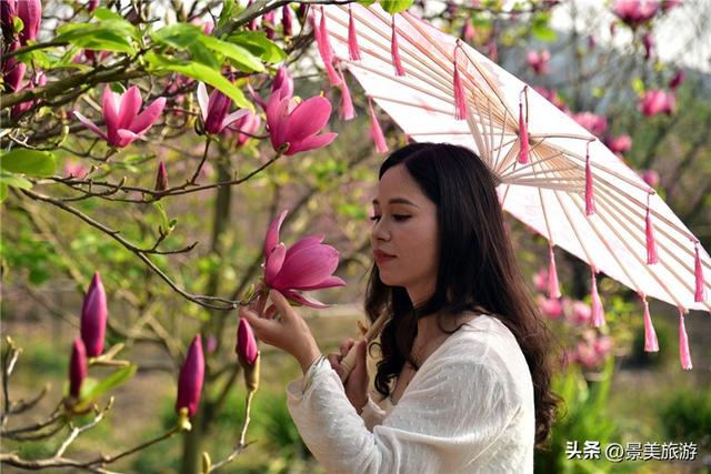 一堂春色动岭南，佛山三水卡玛数千株玉堂盛放，引发三八旅游热潮