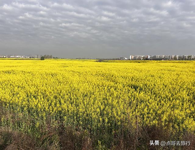 成都城区最大的油菜花田，2000亩铺天盖地般壮美，视觉非常震撼！