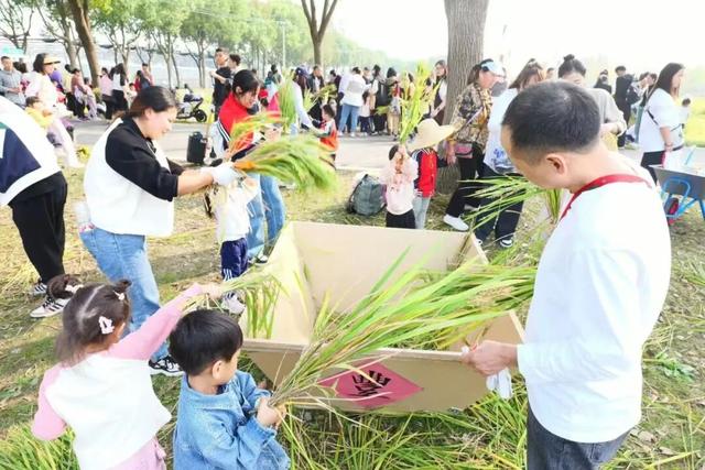 太仓顶流！稻田里的丰收狂欢，本周末必冲！