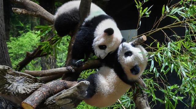 最后关头，高市政府通告中国，希望租借新熊猫	，中方误判了日本？