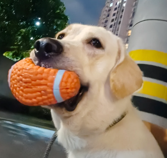 一只狗乖不乖，一看便知！不乖的狗，大多会有这几个坏习惯