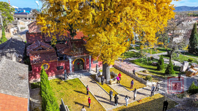 “刷爆”山西人朋友圈的金色，谁看谁心动