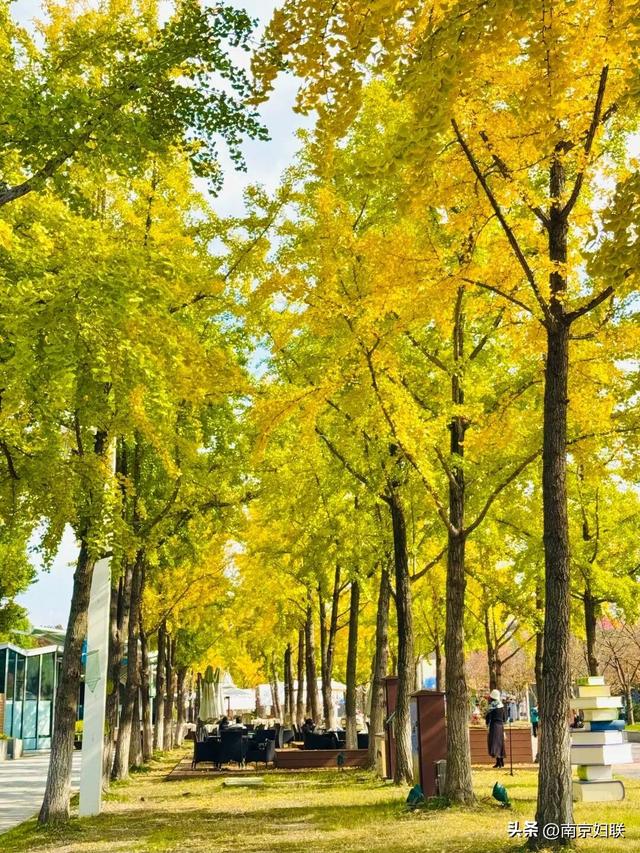 “含金量”渐满～南京的浪漫藏不住了！