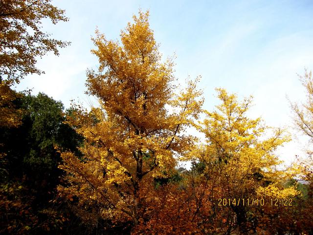 花木春秋322：银杏 | 植物界的活化石