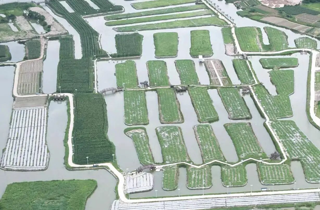 “夜游”江镜！花灯、垛田、黑脸琵鹭……邂逅“绿富美”田园风！