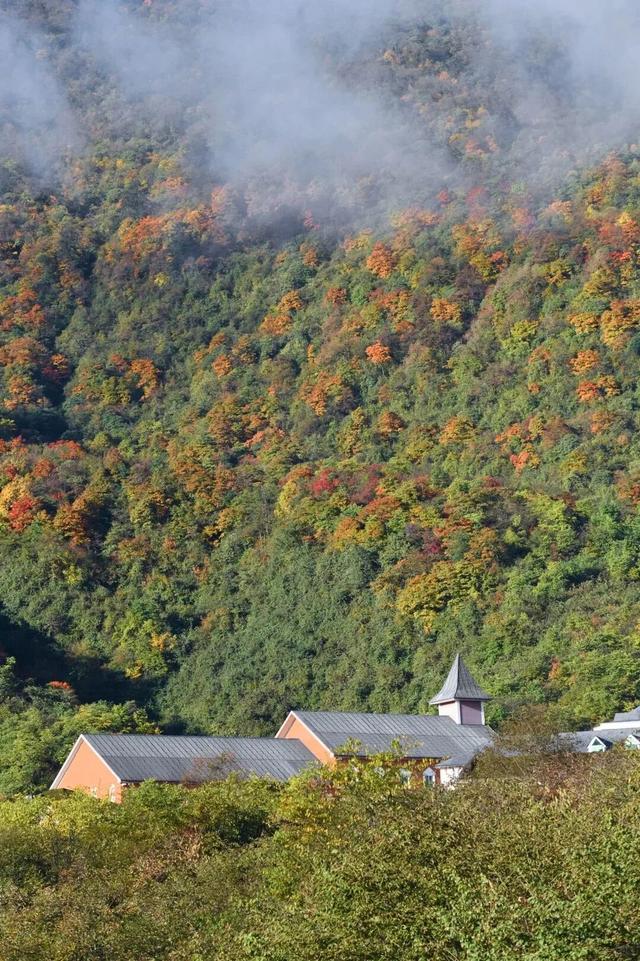 划得来！秋天来西岭雪山看彩林，门票直接免了！