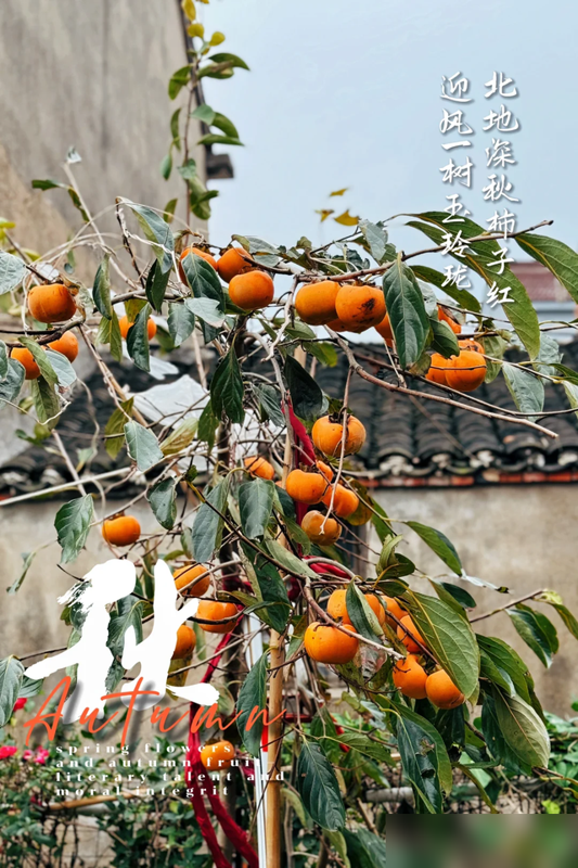 阴树不能进阳宅，老祖宗告诫：不管院子多大，这5种树最好都别种