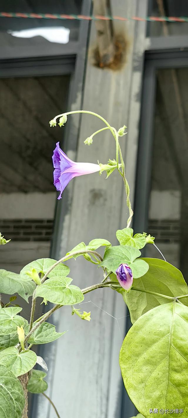 柴米油盐调味诗与远方，抚仙湖那一抹红