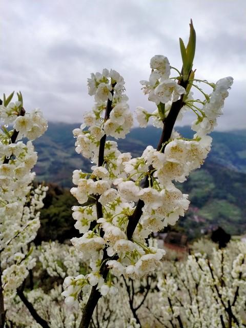 谁发明的？在千亩李花里烫火锅！荣昌今天火出圈