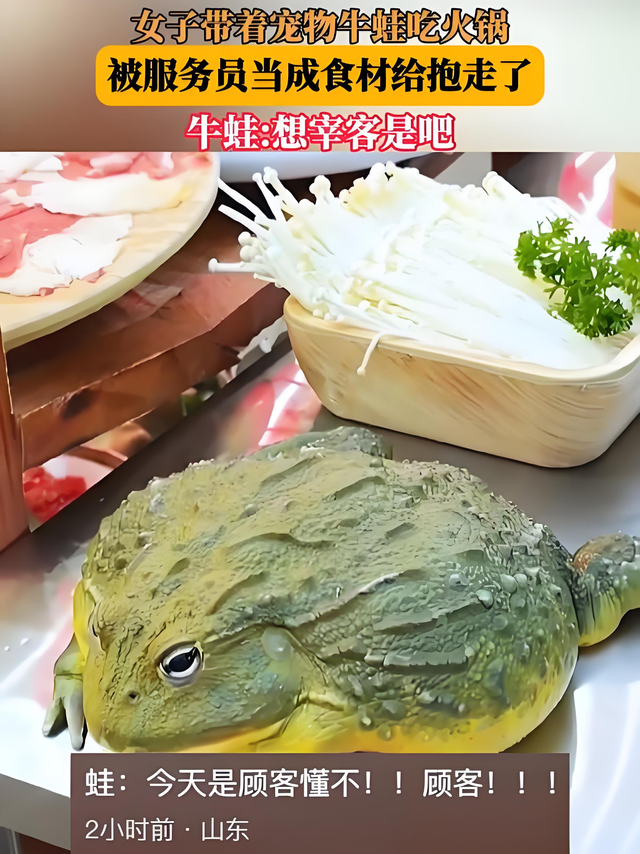 "救命啊！我蛙儿子要被吃了！"——宠物牛蛙与火锅店的故事