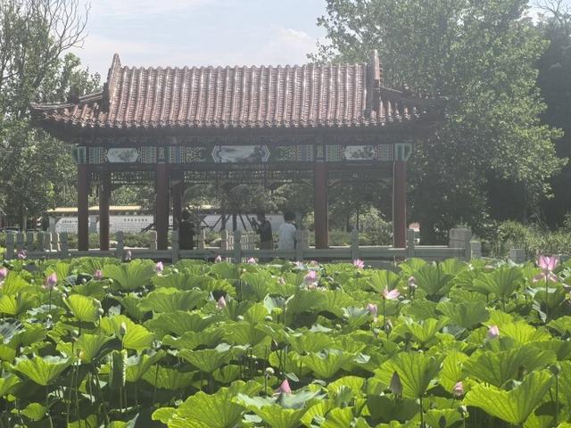 赶紧去打卡！汤泉夏日好风光
